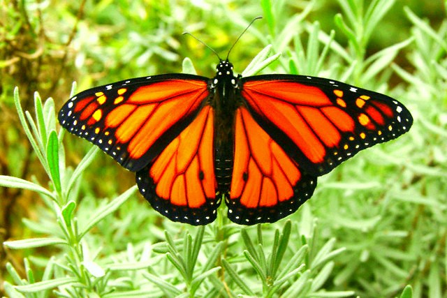 Monarch butterfly.jpg
