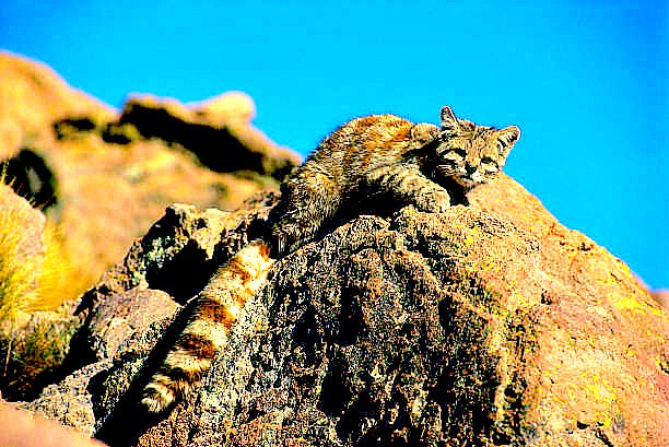 Mountain cat.jpg