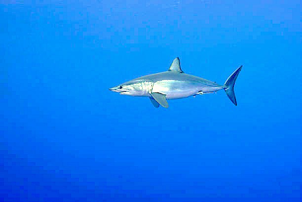 Shortfin mako shark.jpg