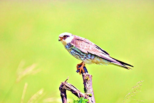 Amur falcon.jpg