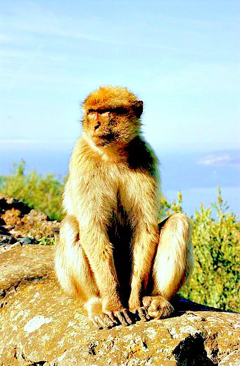 Barbary macaque.jpg