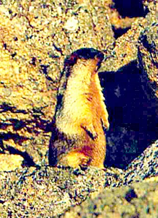 Black-capped marmot.jpg
