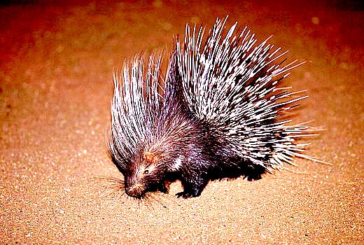African crested porcupine.jpg