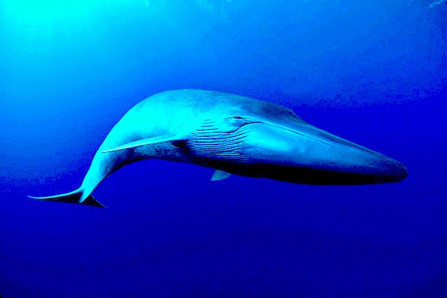 Blue whale.jpg