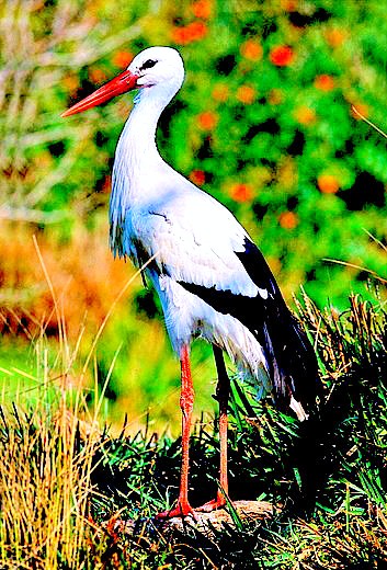 White stork.jpg