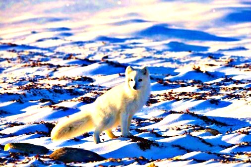 Arctic fox.jpg