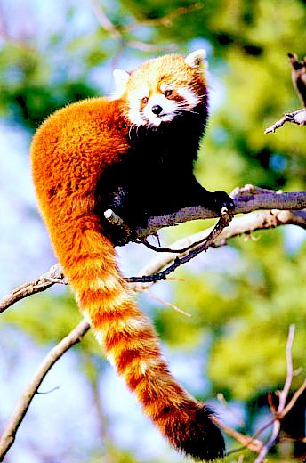 Red panda.jpg