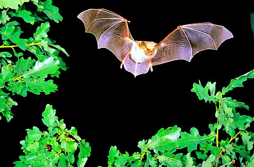 Greater mouse-eared bat.jpg