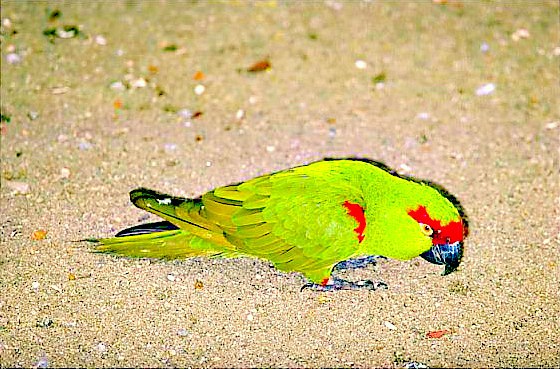 Thick-billed parrot.jpg