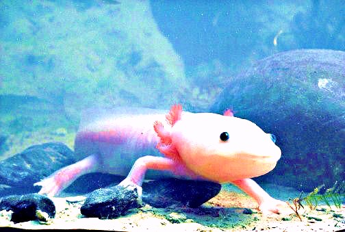 Axolotl.jpg