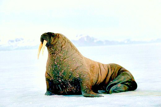 Walrus.jpg