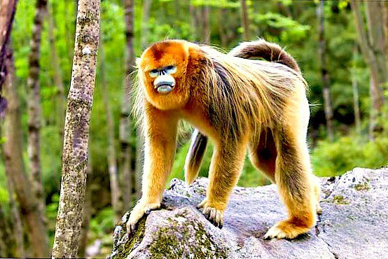 Golden snub-nosed monkey.jpg