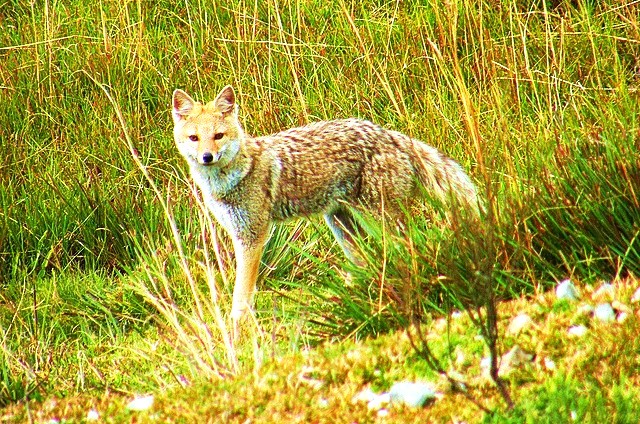 Pampas fox.jpg