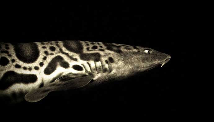 Leopard-Sharks-Black-and-White.jpg