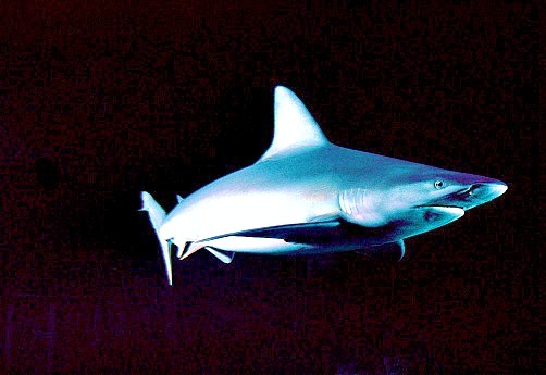 Sandbar shark.jpg