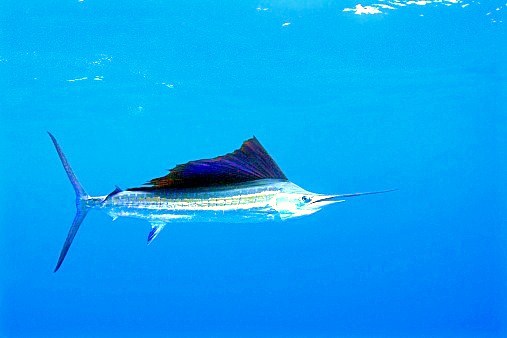 Atlantic sailfish.jpg