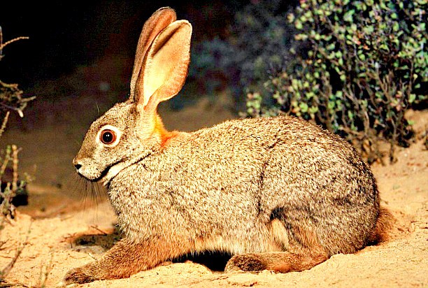 Riverine rabbit.jpg