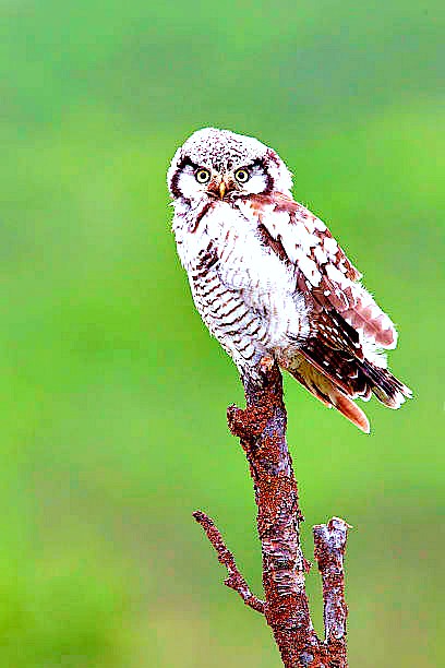 Northern hawk owl.jpg