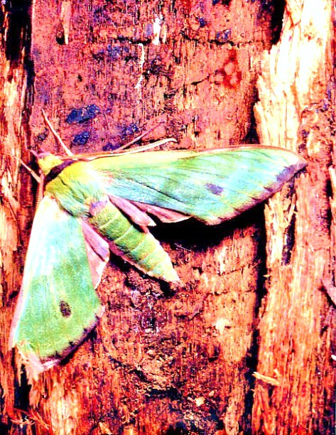 Fabulous green sphinx moth.jpg