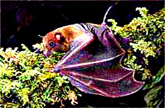 Fijian blossom bat.jpg