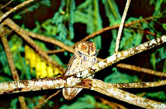 Seychelles scops owl.jpg