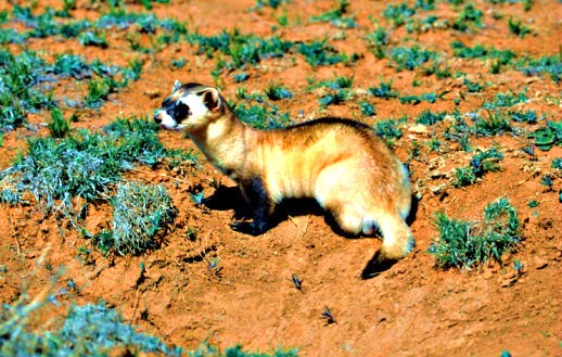 Black-footed ferret.jpg