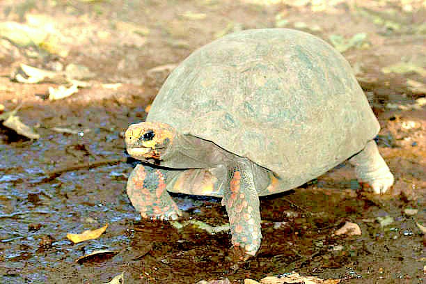 Red-footed tortoise.jpg