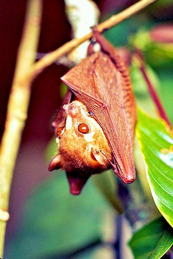 Zenker's fruit bat.jpg