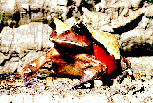 African giant toad.jpg