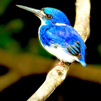 Little kingfisher.jpg