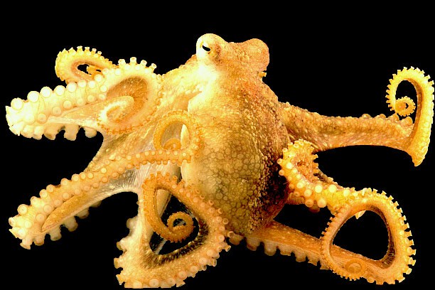 East Pacific red octopus.jpg