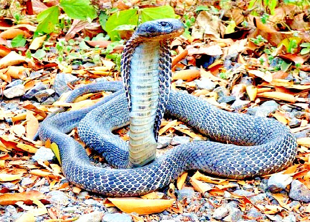 Andaman cobra.jpg