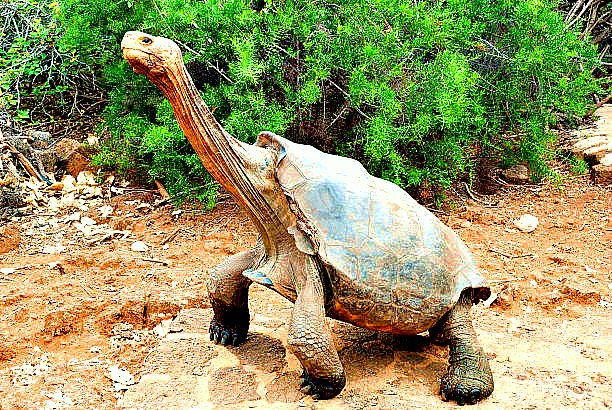 Galápagos giant tortoise.jpg
