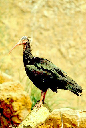 Hermit ibis.jpg