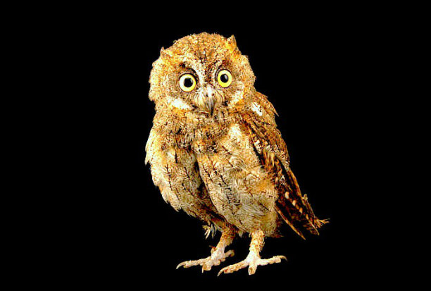 Mindanao scops owl.jpg