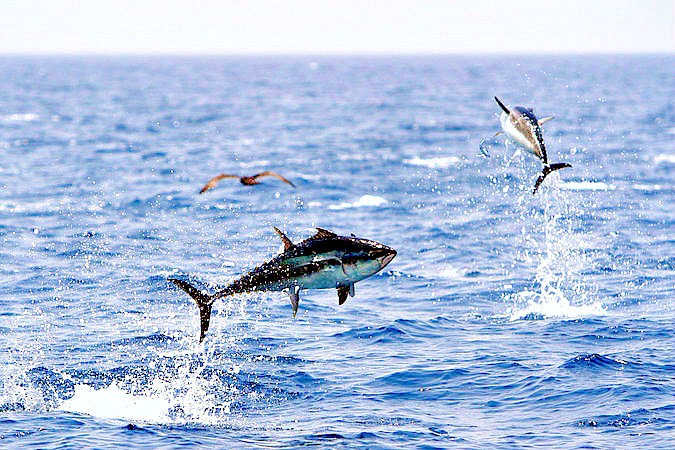 Longtail tuna.jpg