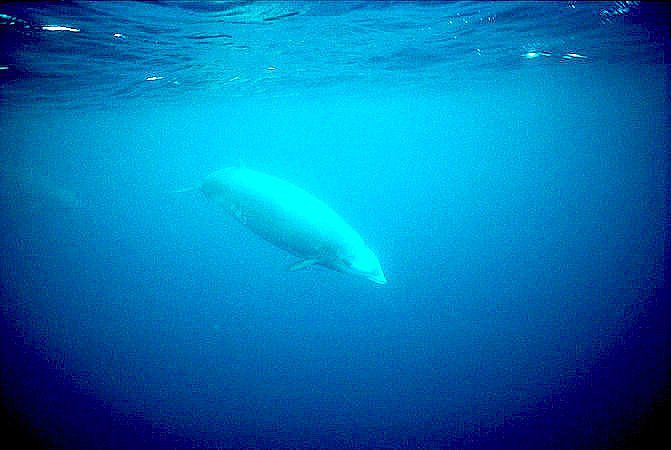 Cuvier's beaked whale.jpg