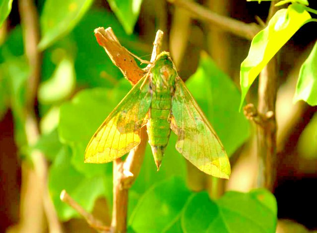 Verdant sphinx moth.jpg