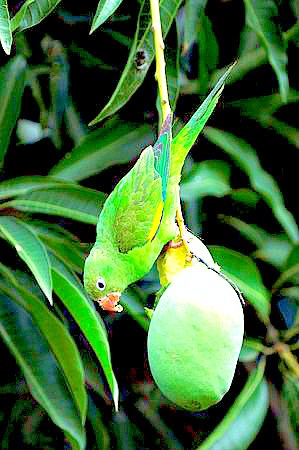 White-winged parakeet.jpg