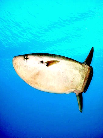 Slender sunfish.jpg