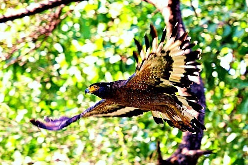 Crested serpent eagle.jpg