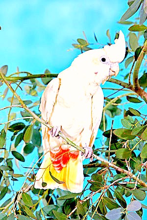 Philippine cockatoo.jpg