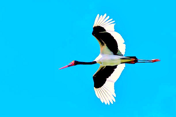 Saddle-billed stork.jpg