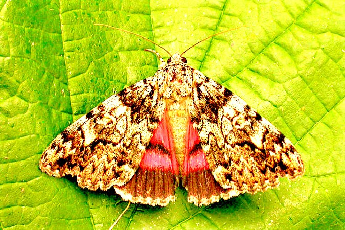 Light crimson underwing moth.JPG
