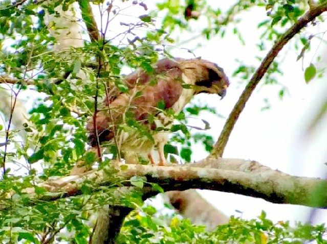 Congo serpent eagle.jpg