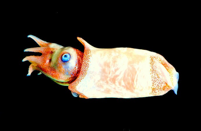 Ram's horn squid.jpg