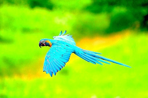 Blue-throated macaw.jpg