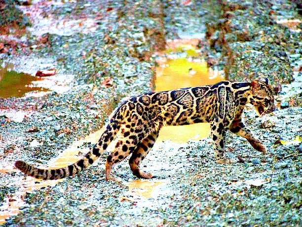 Sunda clouded leopard.jpg