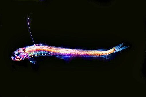 Sloane's viperfish.jpg