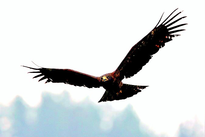 Indian black eagle.jpg
